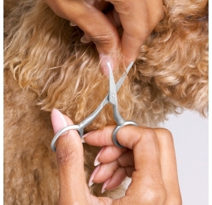 Model using Pet Safety Tip Trimming Scissors to trim fur around dog's face