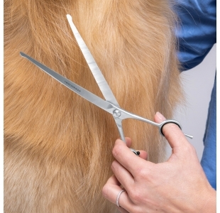 Model is using Curved Grooming Shears 9" to trim fur on dog's chest