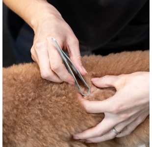 Stainless steel tick removal tweezer, ideal for active cats and dogs