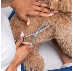 Stainless Steel dog and cat grooming scissors being used to cut off excess pet hair from a puppy. 