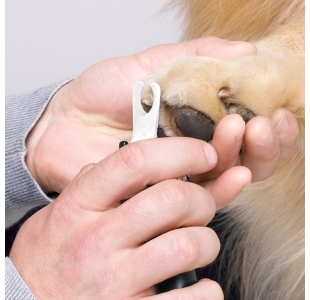 Model holding dog paw with one hand and other hand is trimming claw with Large Pet Precision Nail Clipper